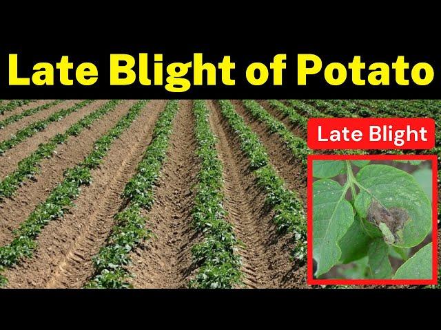 Late Blight of Potato (Identification and Management) | Krishi Network