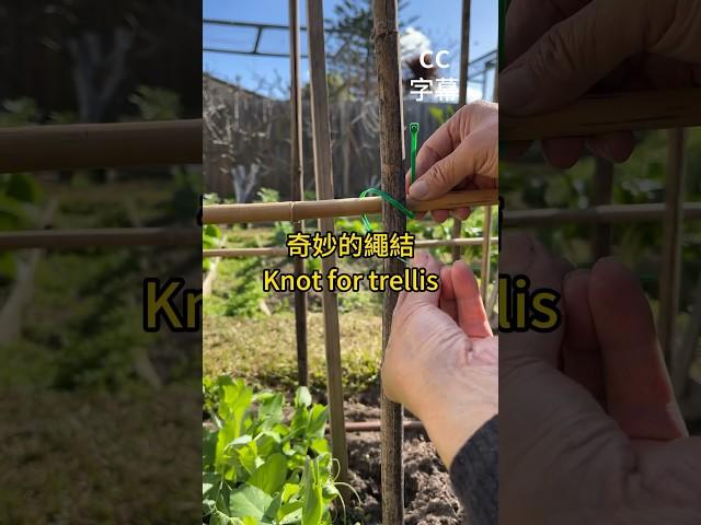 奇妙的繩結用来固定爬藤架子Knot for plant trellis #vegetablegardening