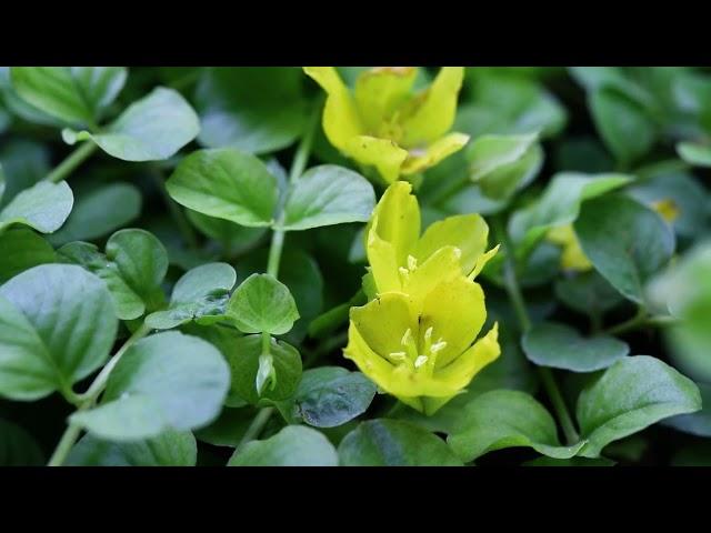 Creeping Jenny (Lysimachia nummularia)