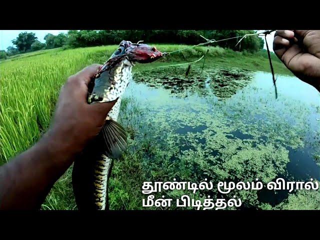 Best fish catching videos by Using Fishing Rod And Reel\ Viral Fish catching in the lake and village