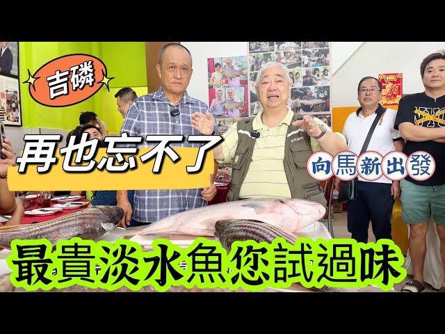  再也忘不了  最貴淡水魚您試過味  向馬新出發 {韜滔有食神} 2023.10.31.