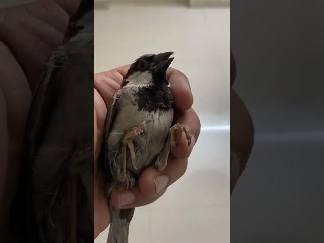 #rescued #indianwildlife #housesparrow #sparrowconservation #sparrow