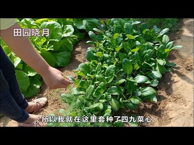 蔬菜套种，节约空间，节约时间，关键产量还高，家庭种菜要看看哦