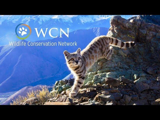 Wildlife Conservation Network