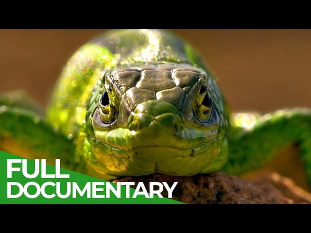 Wild France - A Spectacular Journey | Part 2 | Free Documentary Nature