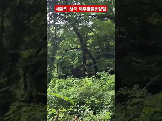#국립제주절물자연휴양림# 들의 합창#2025/6/15#