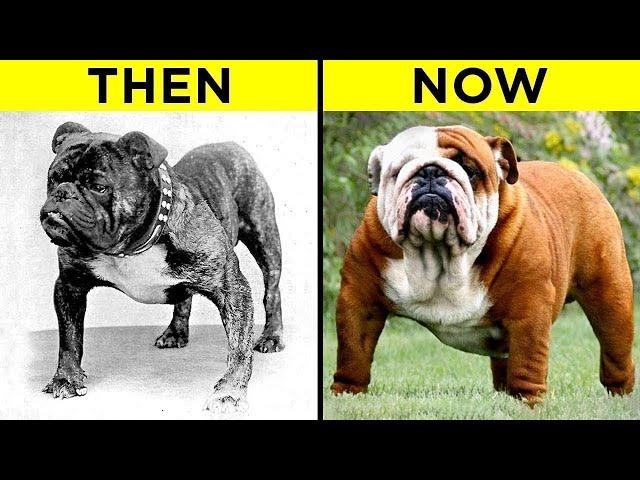 100 Years of Breeding Changed These Popular Dog Breeds