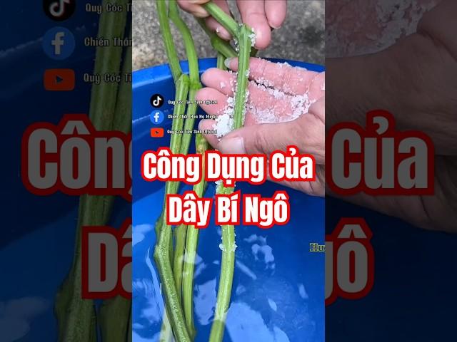 Bạn đã biết công dụng của Dây Bí Ngô chưa?