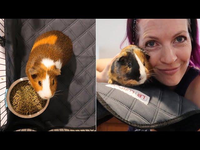 LuftPets Guinea Pig Cage Liners - full demo + review