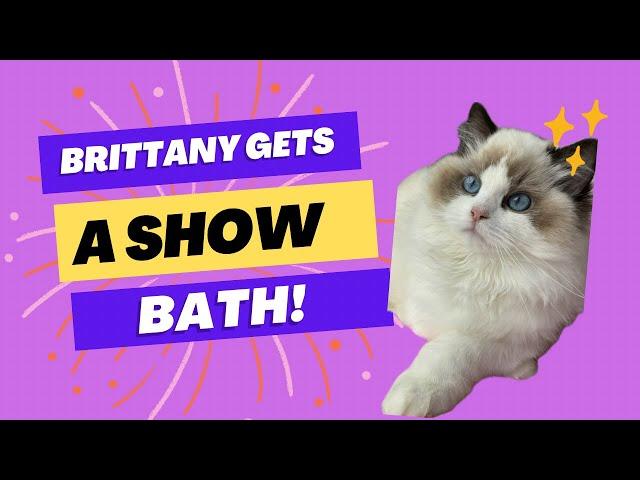 How To Give A Ragdoll Cat A Show Bath