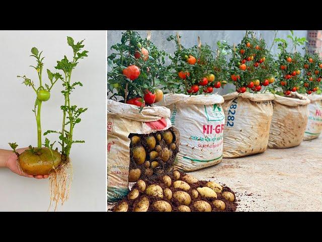 How to grow tomato tree from potato | The Secret between tomatoes and potatoes is revealed