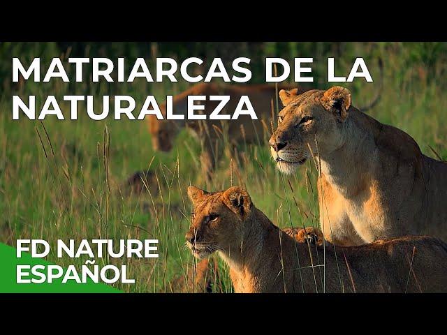 Matriarcas de la Naturaleza | Free Documentary Nature -  Español