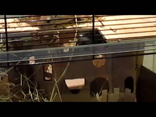 Gerbils - George & Fred Enter The Castle (sort of)