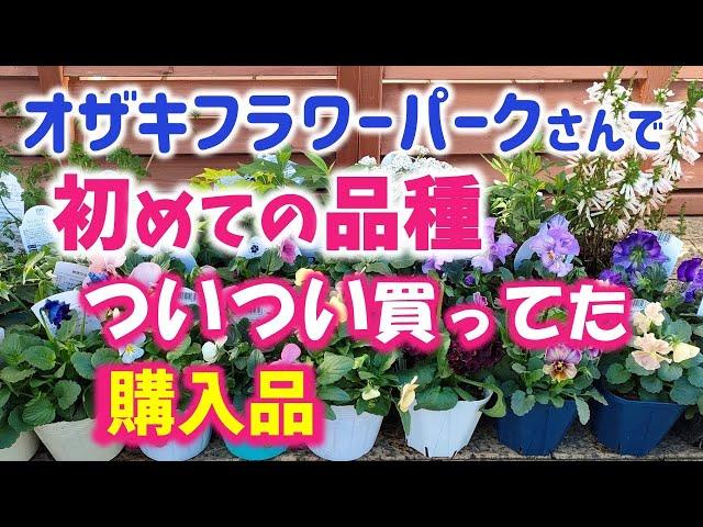 【ガーデニング】11月下旬の購入苗紹介！冬庭をオシャレに飾る花！オザキフラワーパークさんでついつい多めに購入！あしかがフラワーパーク・中之条ガーデンズ・Gardening