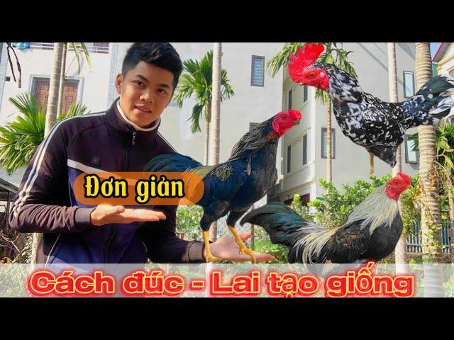 Hướng Dẫn cách đúc và lai tạo giống gà tre lai hiệu quả || Đạt Bird TreLai