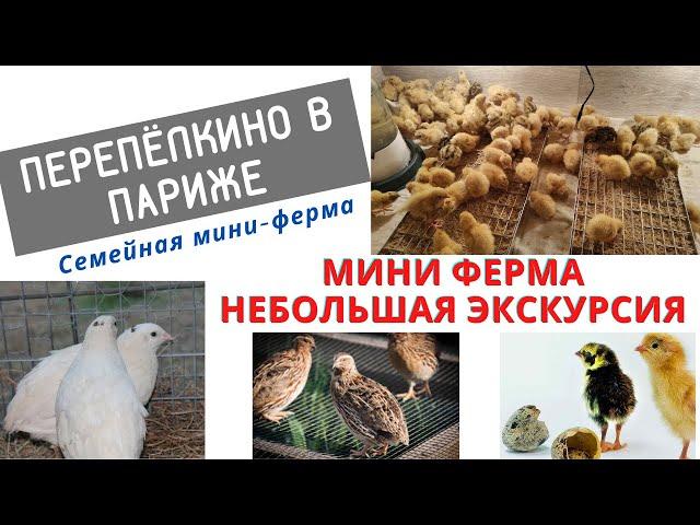 МИНИ ФЕРМА ПЕРЕПЕЛКИНО В ПАРИЖЕ