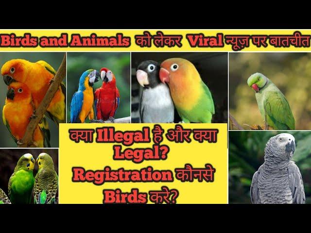 ILLEGAL Birds पालने वालो को कितनी सज़ा || कौनसे Birds है ILLEGAL || Exotic Big Birds Ka Registration