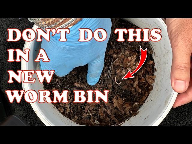 #1 Problem With New Worm Bins! | Vermicompost Worm Farm