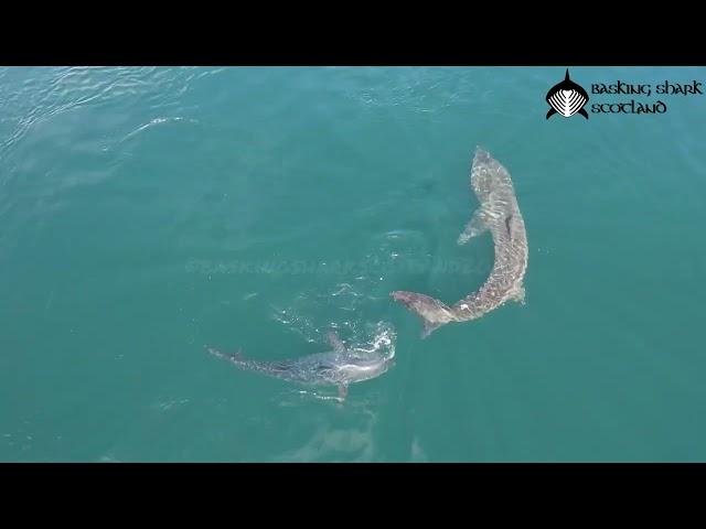 Bluefin Tuna attacks a Basking Shark in the Hebrides