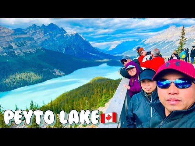 PEYTO LAKE (FAMOUS LAKE)Beautiful place to spend quality time) #peytolake #icefieldsparkway