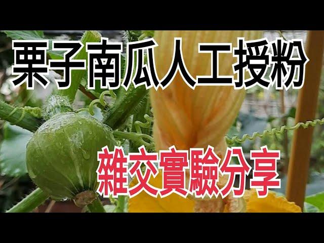 栗子南瓜人工授粉雜交實驗 -智鈞農場