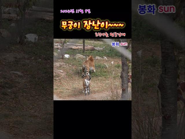 무궁이 장난이~~ (2024.11. 9.)(봉화sun)(호랑이숲) #tiger #호랑이 #animals  #백두대간호랑이 #zoo