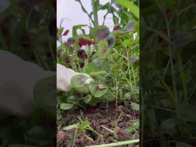 Amaranth is so beautiful #greenvegetables #thejoy of picking #redamaranth #vegegarden #farming