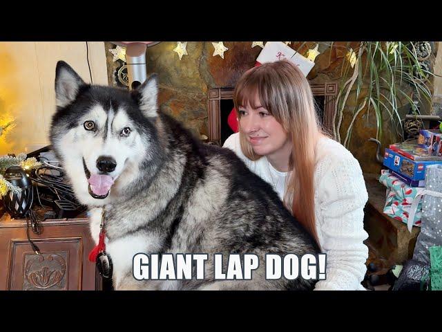 Giant Husky Greets Guests & Uses Me As A Seat!