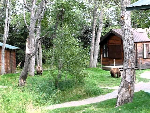 Bears Take Over Brooks Lodge