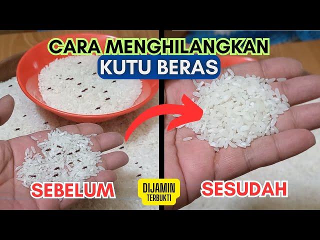 CARA MENGHILANGKAN KUTU BERAS YANG MENGGANGGU CEPAT DAN AMPUH.