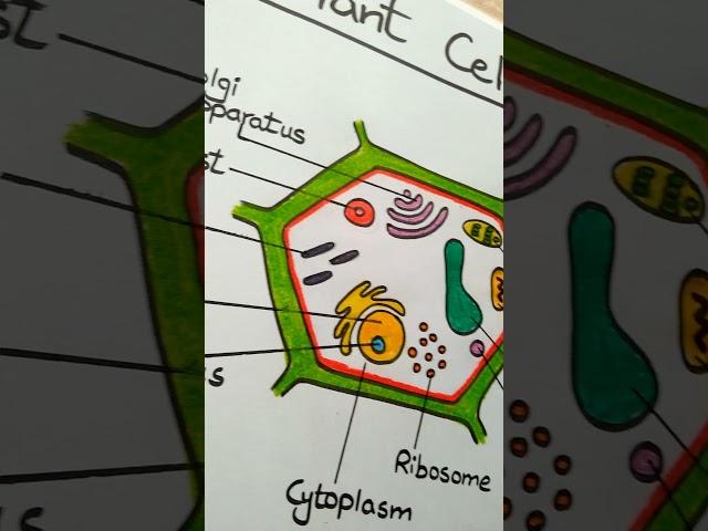 Plant Cell Diagram l ES art & craft