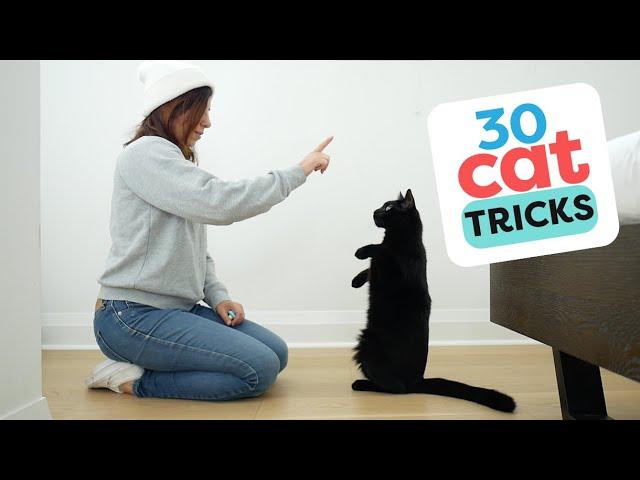 30 Tricks To Teach Your Cat