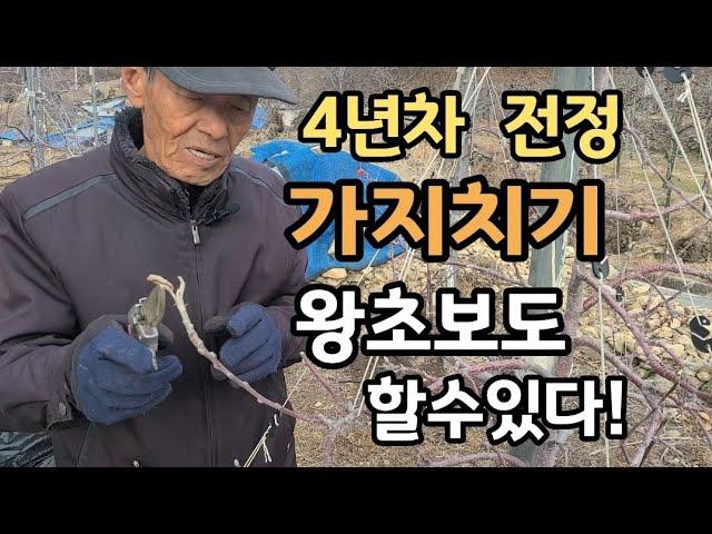 사과나무 전정 가지치기(4년차) 초보자를 위한 방법