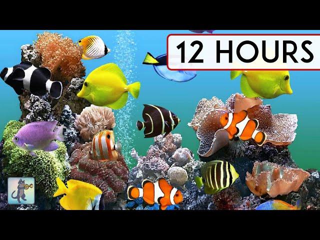 CORAL REEF AQUARIUM COLLECTION • 12 HOURS • BEST RELAX MUSIC • SLEEP MUSIC