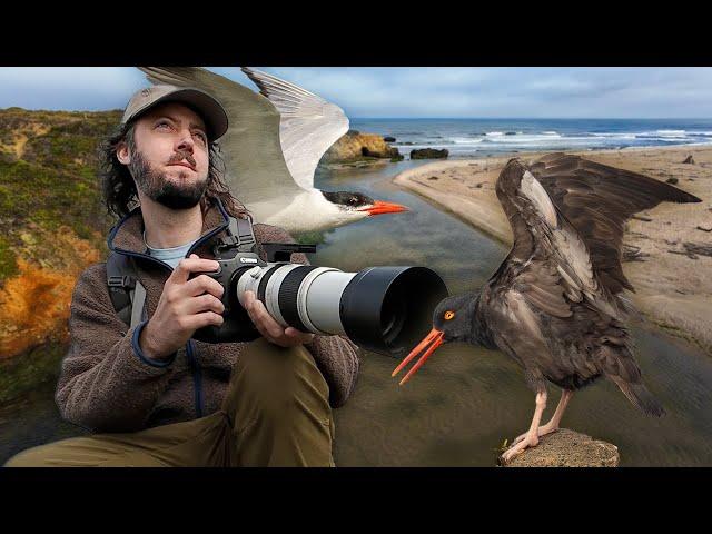 What a gem! Bird photography on the California coast