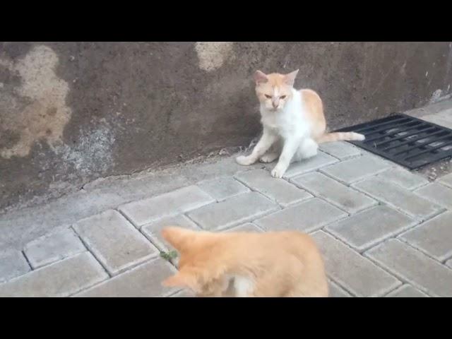 Cats clean up their bodies on the sidewalk