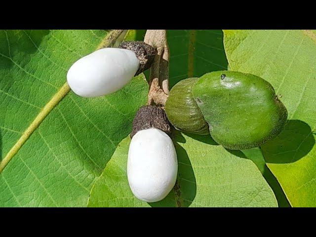 White Biba Seeds Tree's :- 8999204361 | Safed Bhilawa Price In India