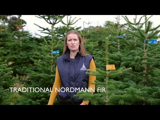 Traditional Nordmann Fir - An introduction