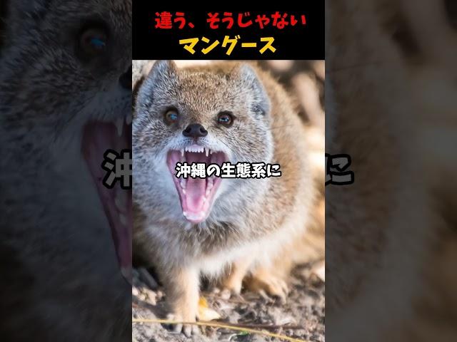 違う、そうじゃない【マングース】#動物 #雑学 #沖縄 #マングース