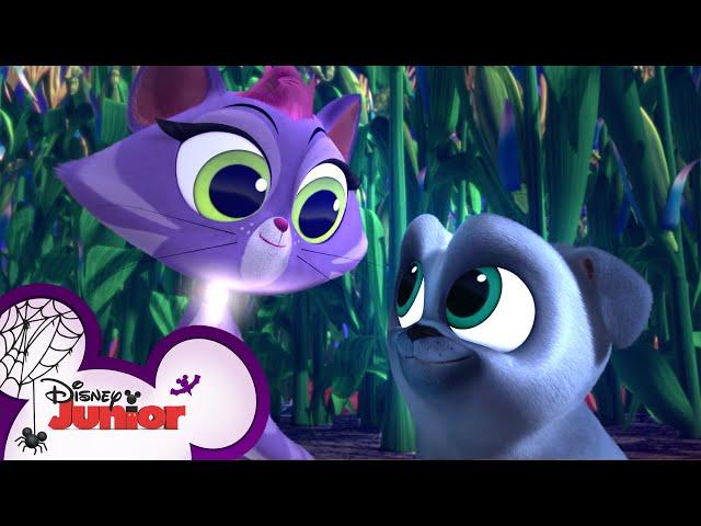 Halloween Pumpkin Patch Fun  | Puppy Dog Pals | Disney Junior