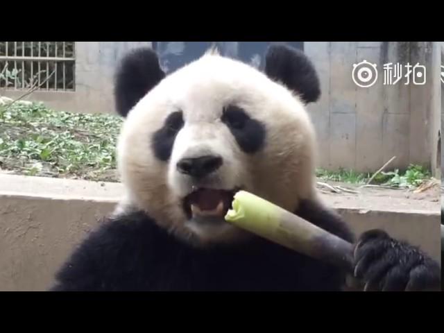 Adorable Giant Panda Eating Bamboo Shoots (true ASMR video)