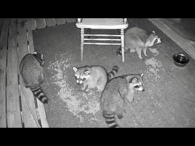 Four Fuzzy Raccoons | Nocturnal Nuggets Sept 15 