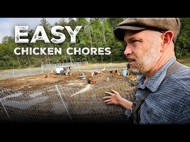 This Accident Makes Chicken Chores So Easy (Stop Putting them up at Night)