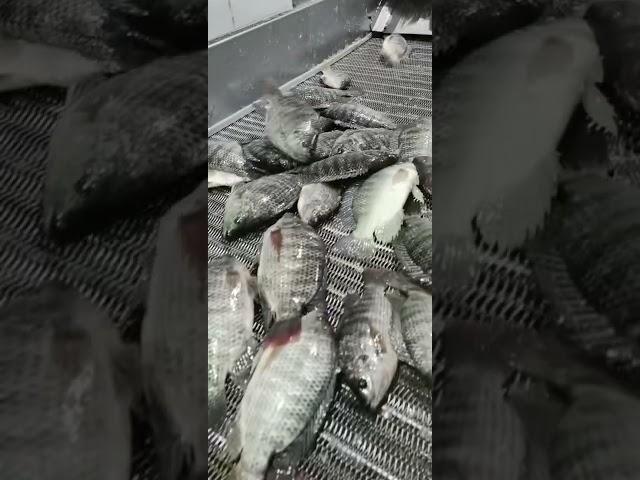 Fresh Live Tilapia Fish-Processing Fillets