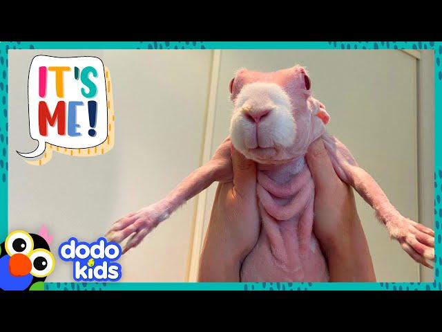 Hairless Rabbit Has A Hundred Cozy Sweaters To Show You | It’s Me! | Dodo Kids