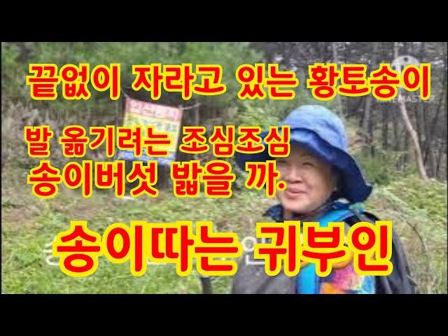 청량산자락송이 송이산 입산했습니다 송이가 너무 많아서 걸음을 조심해야 했습니다. 긴 영상 계속해서 송이가 보입니다. 2023년 10월 4일