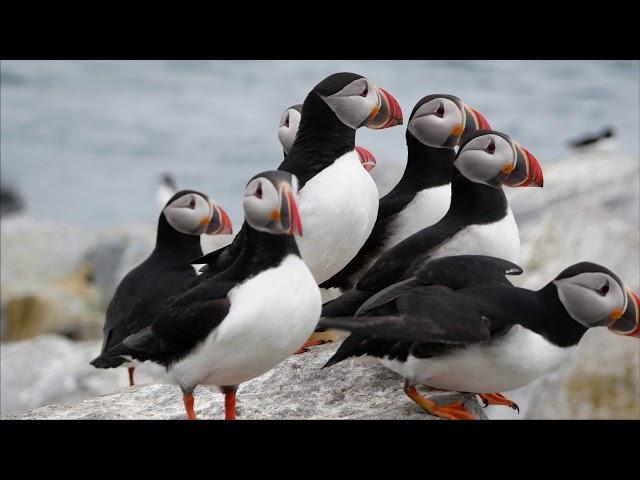 Bold Coast Puffins Tour: Maine to Machias Seal Island