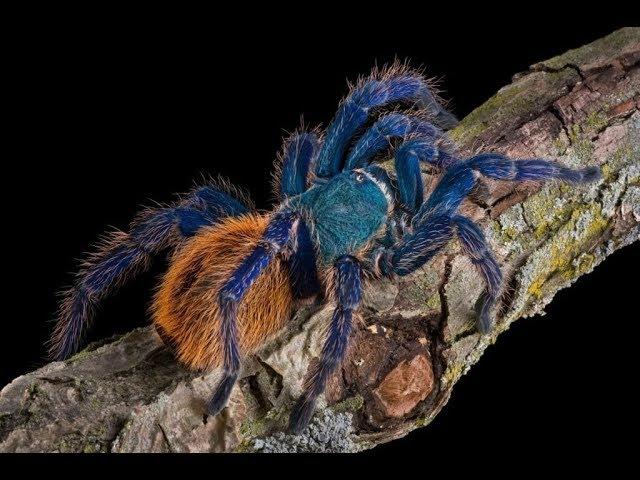 Green Bottle Blue Tarantula (Chromatopelma Cyaneopubescens) Feeding