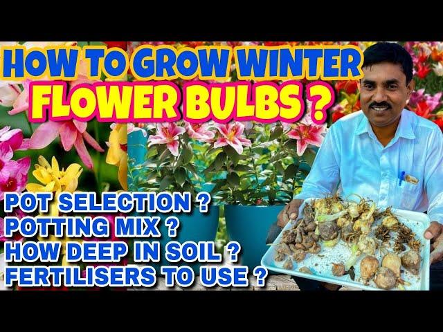 जल्दी से जल्दी फूल लेने के लिए बल्बस प्लांट्स को कैसे लगाएँ ? || Potting mix for Winter Flower Bulbs