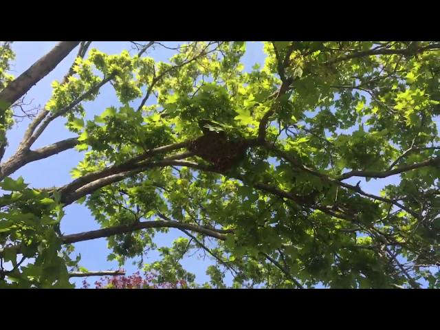 Honey Bees Swarming Rest Easy Pest Control Glen Cove New York